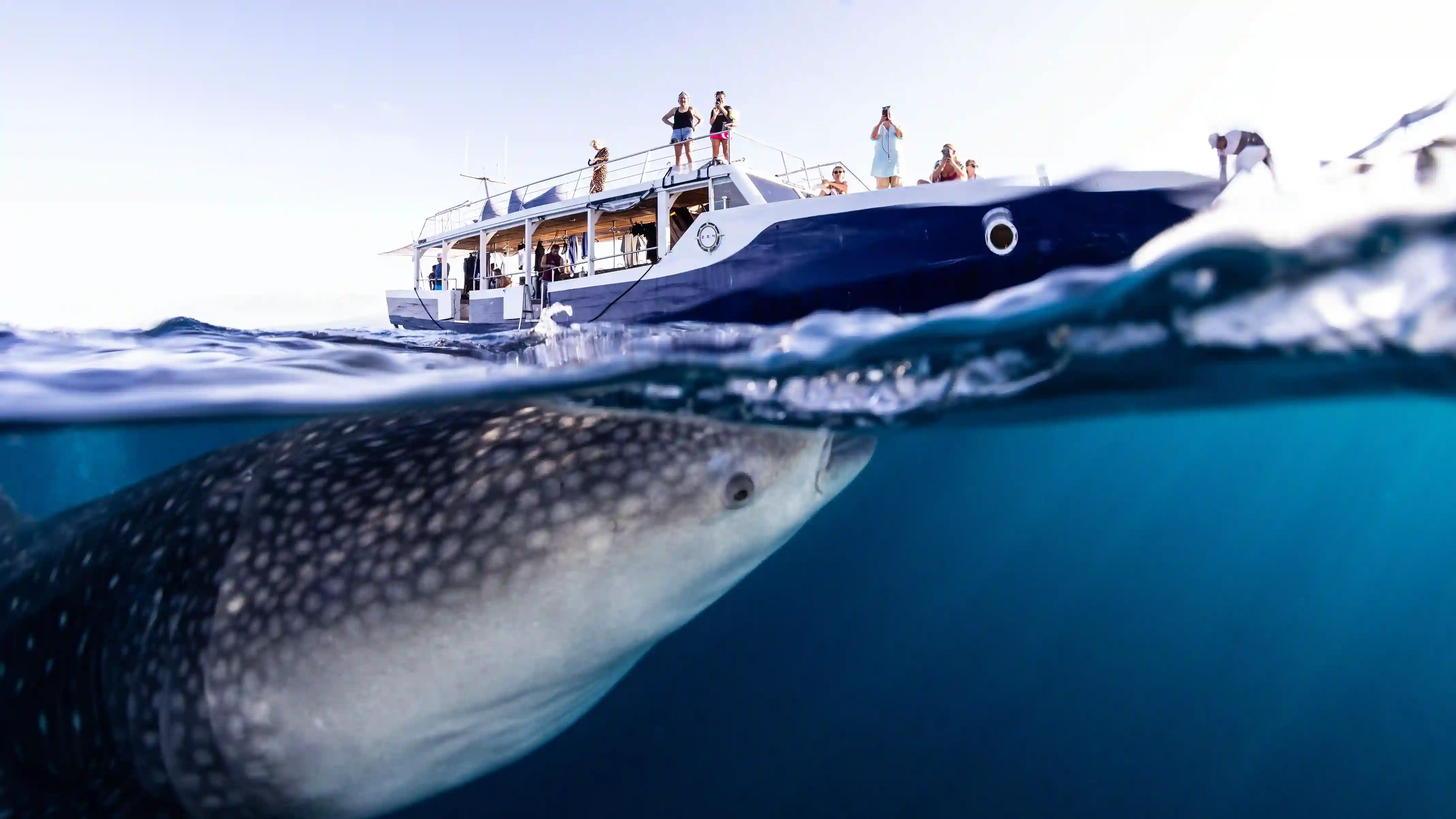 A whale shark at the surface beneath a boat of watching guests, seen half above and half below the waterline