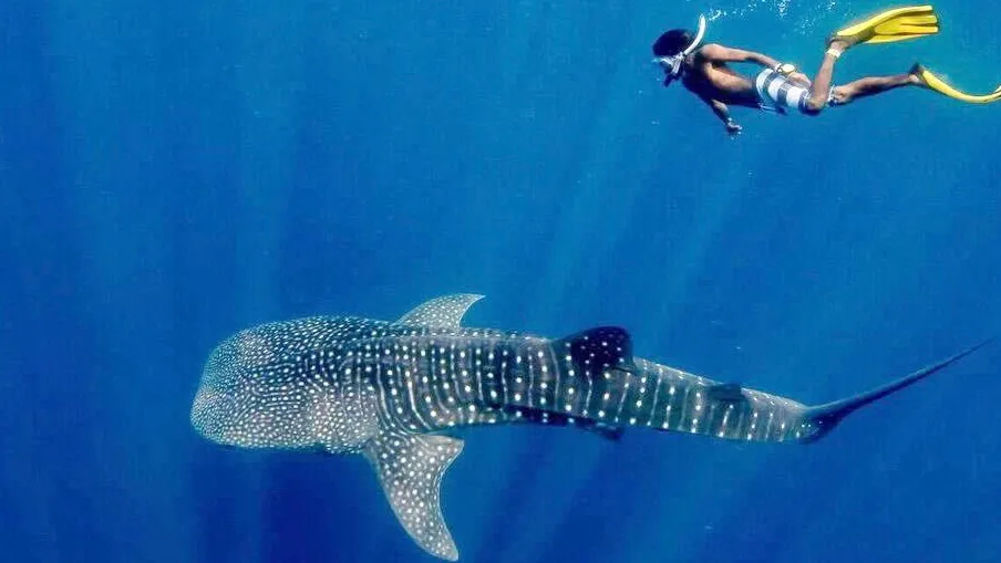 A snorkeller finning alongside a whale shark in open blue water