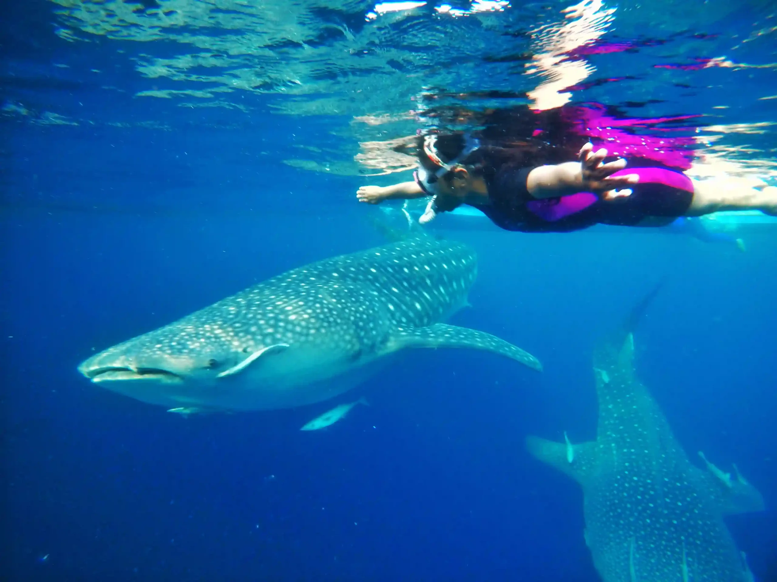 Two snorkellers at the surface as a whale shark passes below them