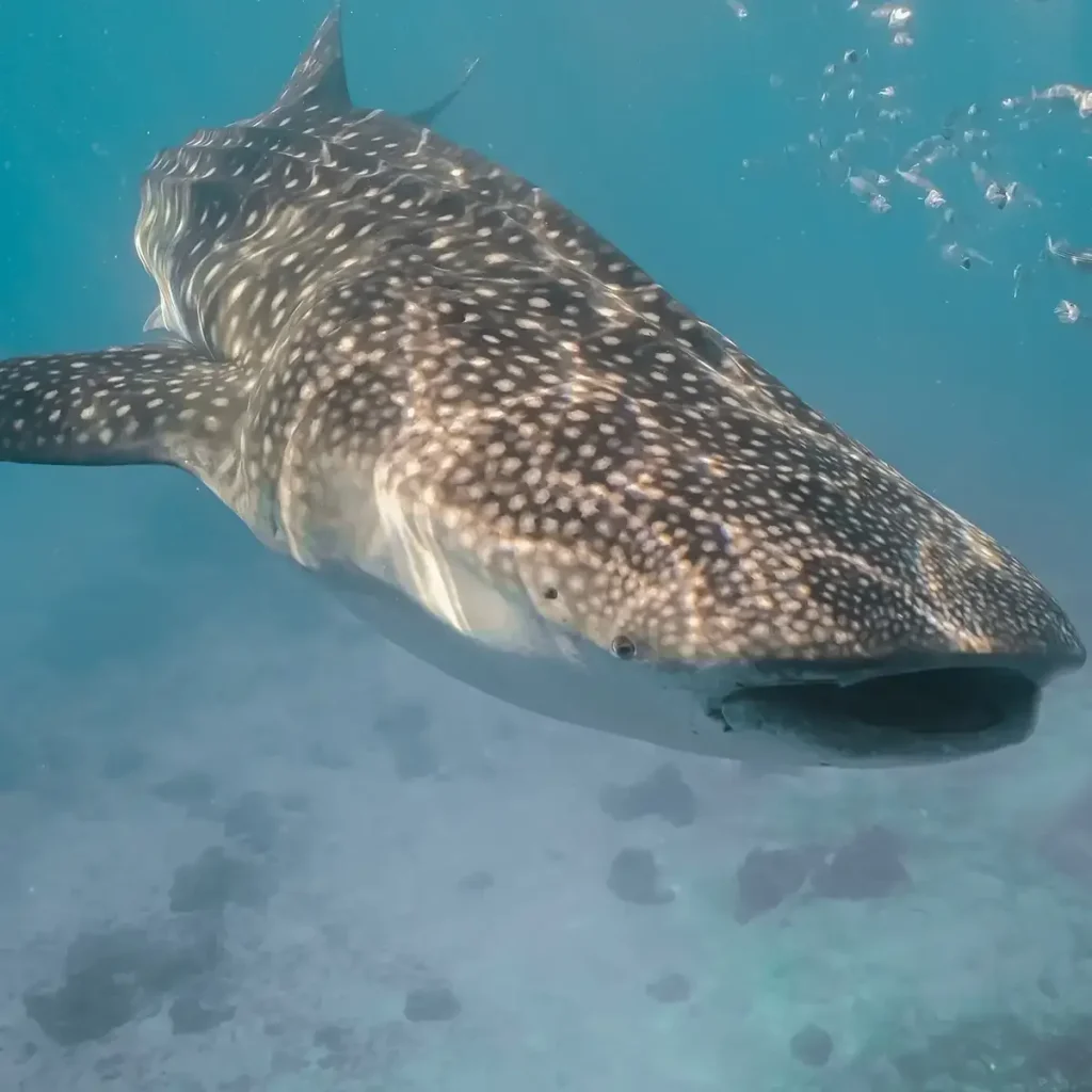 Close-up of a whale shark over sand at Talisayan, East Kalimantan