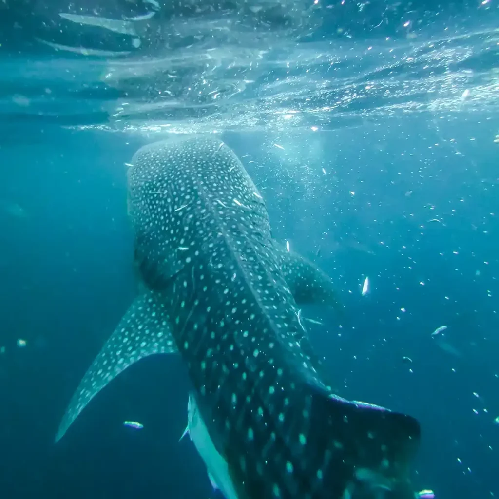 Whale shark rising towards the surface among baitfish at Talisayan, East Kalimantan
